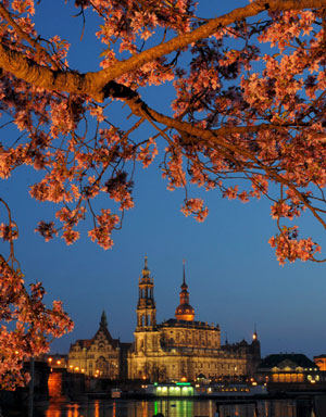 Cerezos en flor al anochecer en Dresde. | Efe