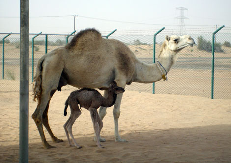 La pequea Injaz, el primer camello clonado del mundo, junto a la hembra adulta de la que se obtuvo las clulas con las que fue creada. | AFP