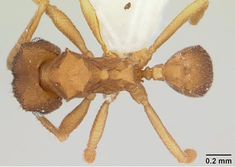 Ejemplar hembra de una hormiga 'Mycocepurus smithii', asexuado. | California Academy of Science