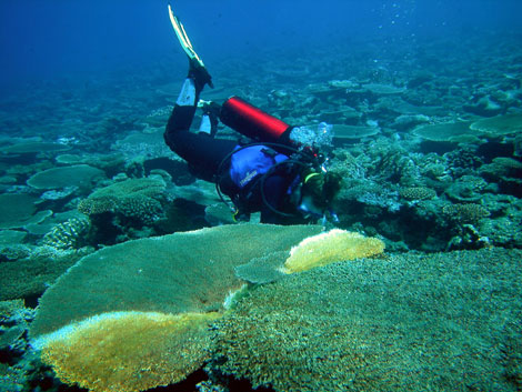Un buceador observa el estado de los corales, que presentan blanqueamiento. (Foto: Fundacin BBVA)