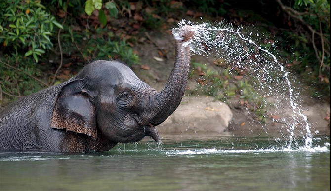 Un elefante disfruta con el agua del ro. (Foto: H. Simanjuntak)