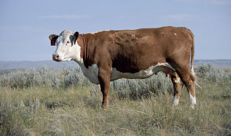 La vaca 'Dominette', cuyo ADN se us para secuenciar el genoma de su especie. | Science