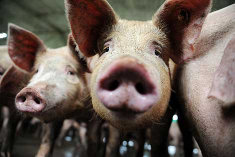 Cerdos en un criadero. | AFP