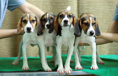 Las cuatro hembras clnicas de beagle, cuyas uas se ven de color rojo incluso bajo una luz normal. | AP