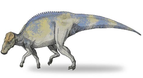 Recreacin de un 'Brachylophosaurio canadiensis'.