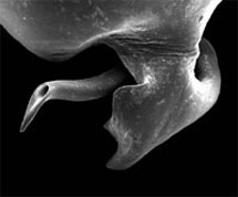 Imagen microscpica del rgano sexual con el que el macho agujerea el abdomen de la hembra. | Royal Society