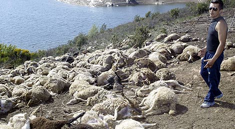 Ovejas muertas en Montamarta en 2005. | Ical