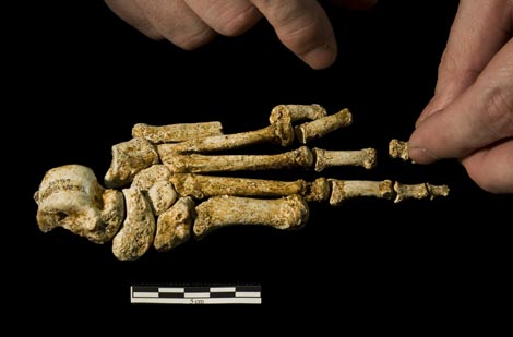 Pie del fsil de 'Homo floresiensis' hallado en 2004 en la isla de Flores. /Jungers