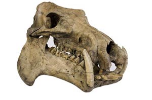 Fósil del cráneo de un hipopótamo enano. / NHM