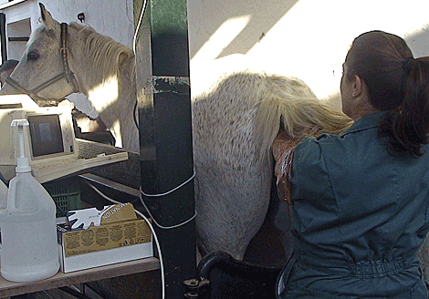 Una veterinaria explorando a una yegua en celo. | Efe