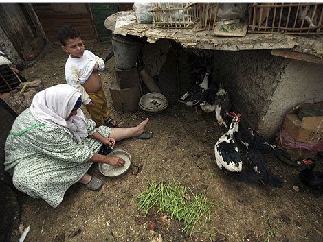 Una mujer y su hijo alimentan a sus patos en la azotea de su casa de El Cairo. | Reuters
