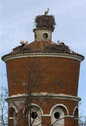 Cigeas en la torre del depsito de agua de Valladolid. | Carlos Espeso