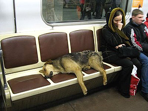 Perro vagabudno escapa en metro de Mosc del cerco policial en torno al Olimpiski.