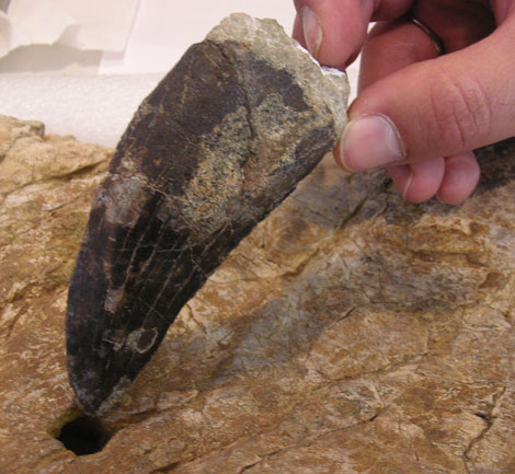 Marcas de mordisco en un hueso de Turiasaurus y el diente de dinosaurio carnívoro. | Dinópolis