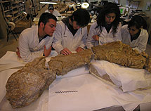 Alumnos de la Escuela Taller de Restauración Paleontológica junto al pubis de Turiasaurus. | FCPT-Dinópolis
