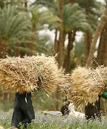 Agricultores recogen trigo. | Reuters
