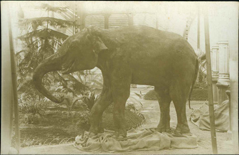 L'Avi, el primer elefante del zoo de Barcelona.