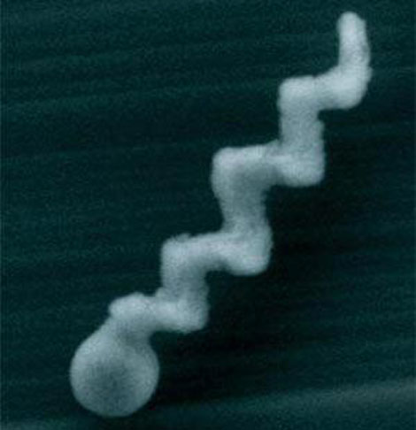 El 'nanoespermatozide', visto bajo un microscopio. | American Chemical Society