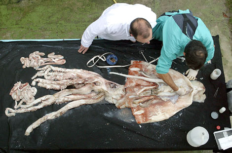 Necropsia realizada a un calamar gigante hallado en Luarca. | Eloy Alonso