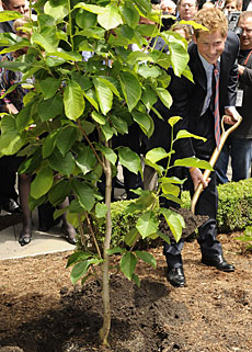 Enrique planta un magnolio. | AFP