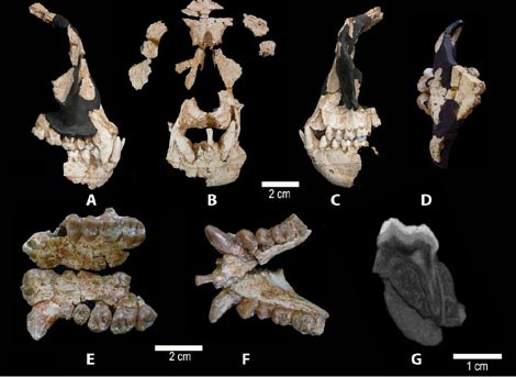 Restos fósiles de 'Lluc', el primitivo homínido encontrado en Barcelona. / PNAS