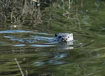 Una nutria nadando en el Parque Nacional de Doana. | H.Garrido / EBD-CSIC