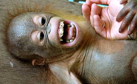 A un orangután de corta edad le hacen cosquillas. | Universidad de Portsmouth