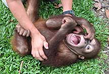 A un orangután llamado Naru le hacen cosquillas sobre la hierba. | Miriam Wessels