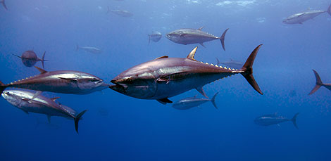 peces atún rojo