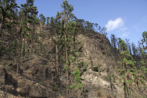 Fotografía tomada en diciembre de 2008, en la que se observan los brotes verdes de los árboles, cuando aún el terreno muestra el color negro de la calcinación. | Pascual Calabuig