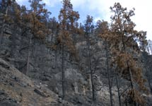 Imagen capturada en septiembre de 2007 en el pinar de Montaña Lina, que muestra el impacto del gran incendio de aquel verano. | Pascual Calabuig