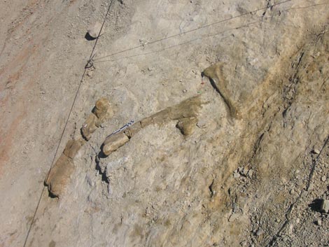 Pata trasera del ornitpodo encontrado en Teruel. / Fundacin Dinpolis