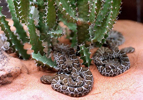 Cras de serpiente cascabel, de la especie tejana 'crotalus atrox'. | Efe