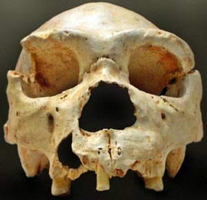 Crneo nmero 5, uno de los descubriminetos de la Sima de los Huesos, Atapuerca, Espaa. | Jos-Manuel Benito