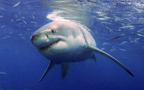 Un tiburón blanco, fotografiado cerca de Guadalupe (México). | AP