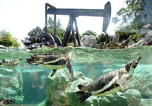 Varios pinginos nadan cerca de una bomba de succin de petrleo, que forma parte de una instalacin artstica, en el zoo Tiergarten Schnbrunn de Viena (Austria). | Efe