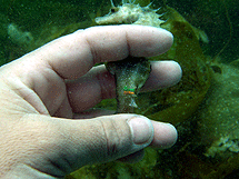 Fotografa subacutica de un ejemplar liberado en la ra de Arousa. | CSIC