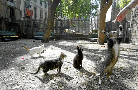 Gatos callejeros en la plaza Canonge. | Quique Garca