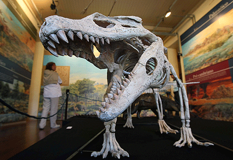 Reconstruccin del esqueleto del Armadillosuchus arrudai. | Efe