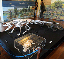 Fsiles y reconstrucciones del esqueleto y del animal vivo. | Efe