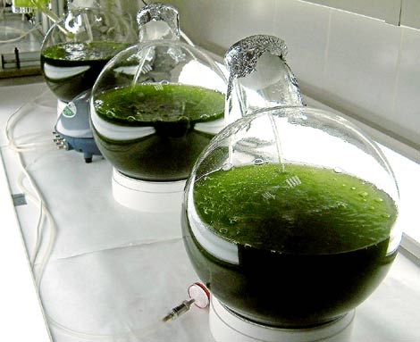 Probetas con microalgas cultivadas para biocombustibles por Biofuel Systems, en Alicante.