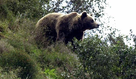 Hembra de oso pardo en Asturias, |EFE