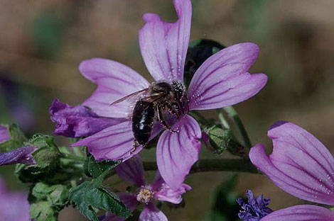 Una abeja sobre una flor de Malva silvestris | A. Moreno / CENEAM