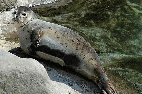 Una foca de la especie Phoca vitulina. | Marcel Burkhard