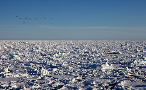 Vista de la capa helada que cubre el Ocano Glaciar rtico, en su proceso de deshielo durante los meses de verano. | Manuel Vidal / CSIC