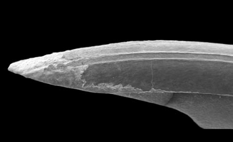 Uno de los dientes del roedor 'Eomyops noeliae'.|Francisco Javier Ruiz-Snchez