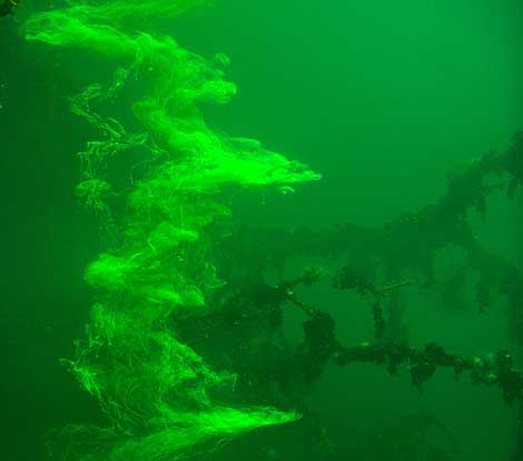 Las medusas, rodeadas de agua teida, durante el experimento. | Michael Dawson.