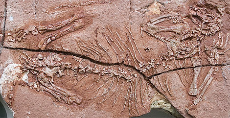 Un ejemplar fosilizado de Suminia getmanovi. | J. Frbisch - Field Museum