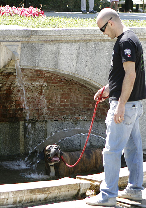 Un perro se refresca en una fuente de El Retiro. | Efe