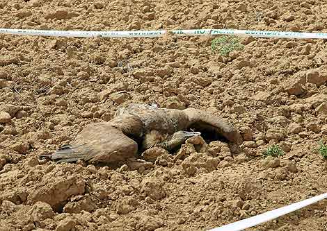 Ejemplar de buitre leonado hallado muerto en Becilla. | O. ALONSO